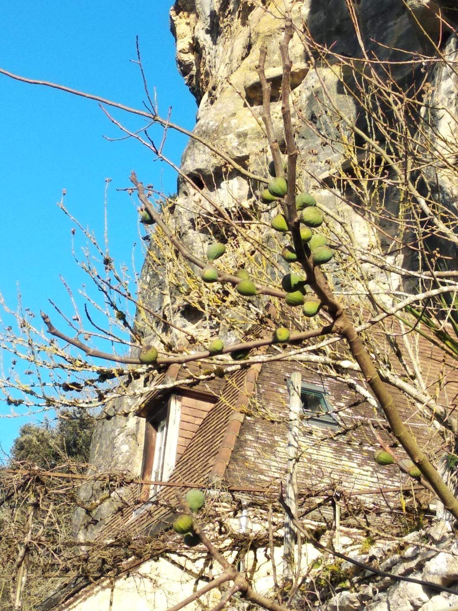 Maison Les Glycines La Roque-Gageac Exterior foto